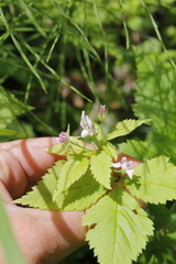 Rubus pubescens