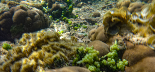 Photo of Grape Caulerpa (Caulerpa racemosa)