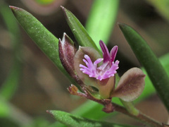 Polygala rupestris