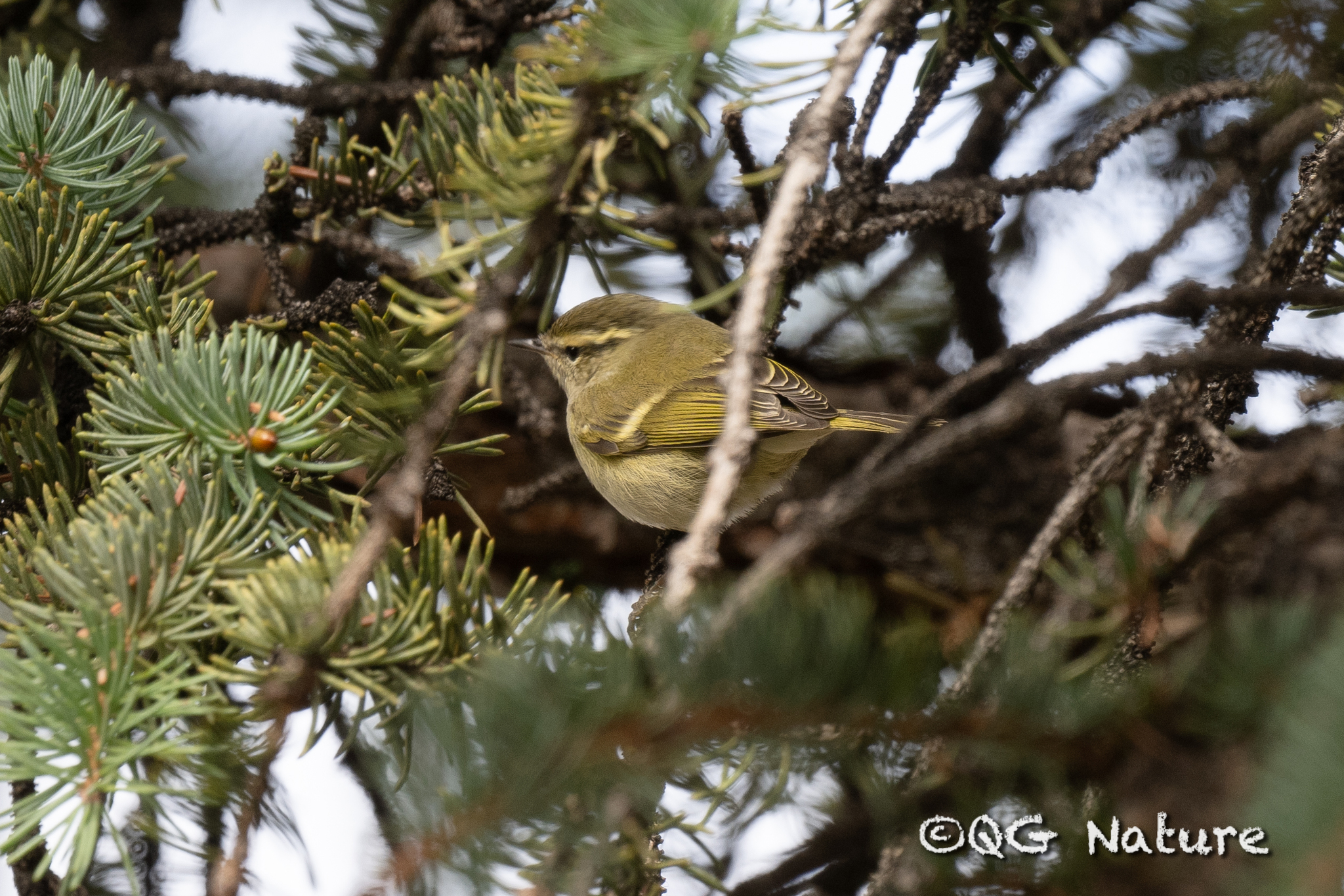 Hume's Leaf Warbler