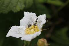 Sphaerophoria novaeangliae