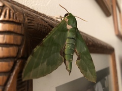 Euchloron megaera