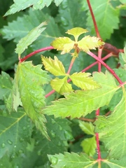 Acer glabrum