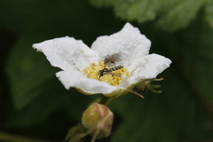 Sphaerophoria novaeangliae