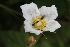 Sphaerophoria novaeangliae