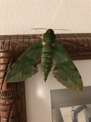 Euchloron megaera