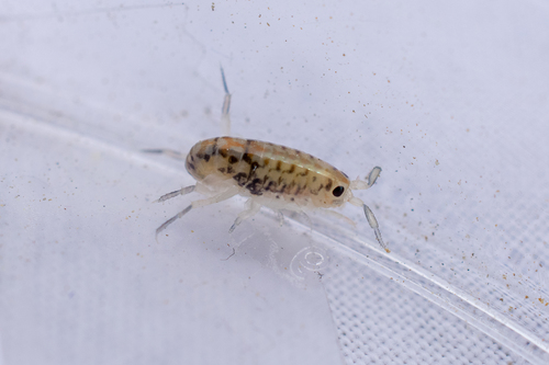 Megalorchestia benedicti