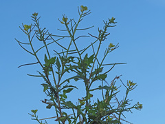 Sisymbrium erysimoides