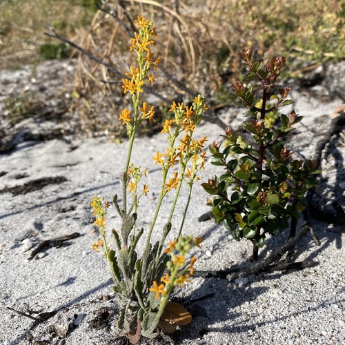 Image of Manulea rubra by (c) michaelheuermann, some rights reserved (CC BY)