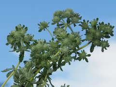 Teucrium lusitanicum lusitanicum