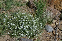 Stellaria dichotoma