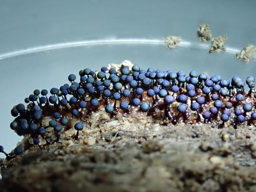 Lamproderma nigrescens