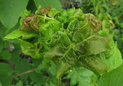 Prociphilus fraxinifolii