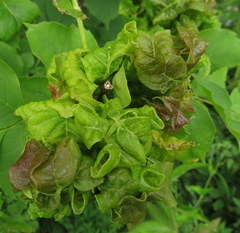 Prociphilus fraxinifolii