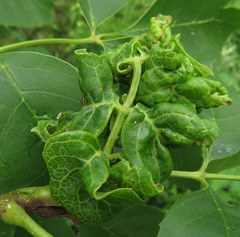 Prociphilus fraxinifolii