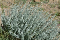 Artemisia rutifolia