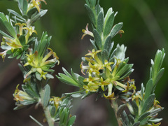 Thymelaea argentata