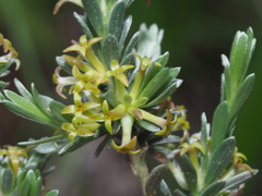 Thymelaea argentata