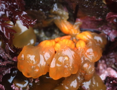Distaplia