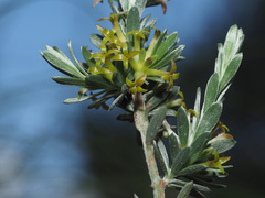 Thymelaea argentata