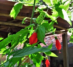 Malvaviscus penduliflorus