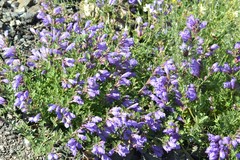 Dracocephalum peregrinum