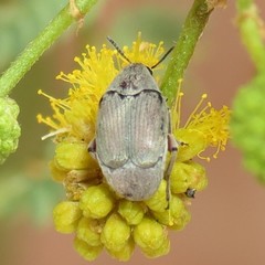 Mimosestes amicus