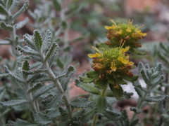 Teucrium aureum
