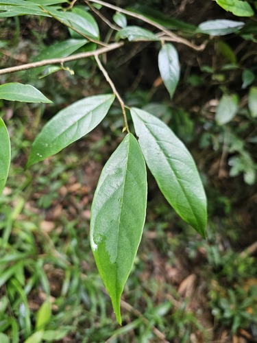 Antidesma japonicum iNat (2)