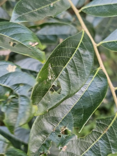 Glochidion acuminatum iNat (3)