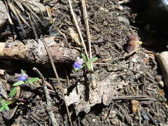 Collinsia torreyi wrightii