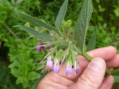 Symphytum officinale