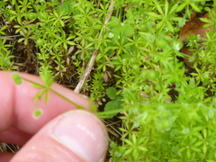 Galium