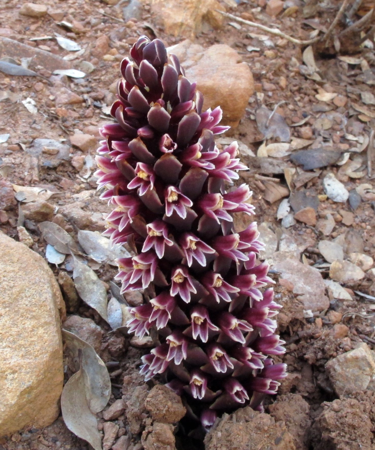 Kopsiopsis strobilacea