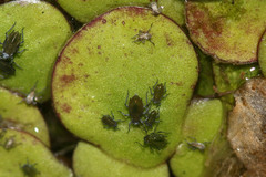 Spirodela polyrhiza