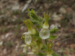 Teucrium flavum