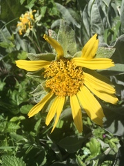 Wyethia helenioides