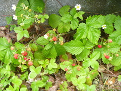 Fragaria