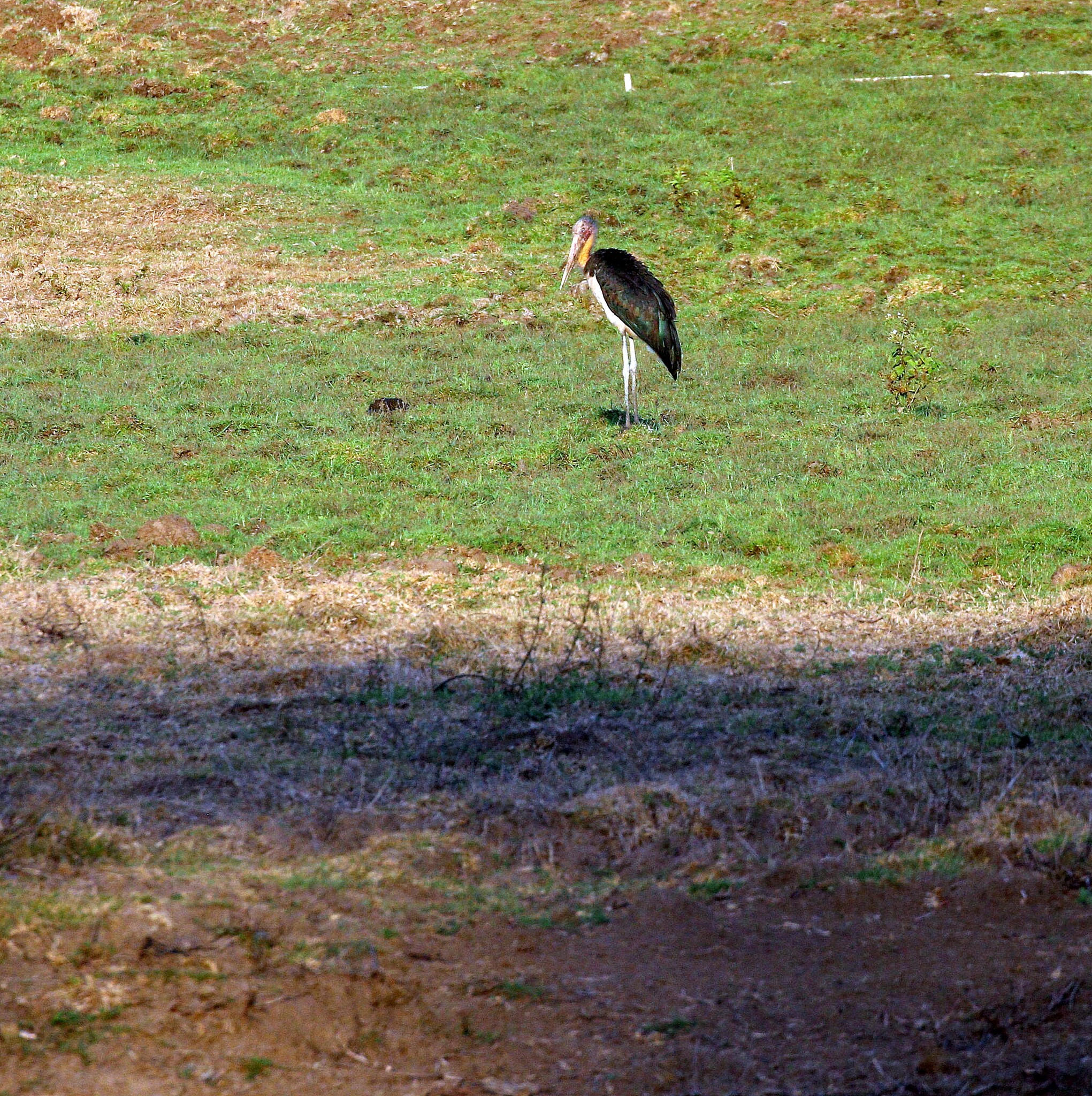 Lesser Adjutant