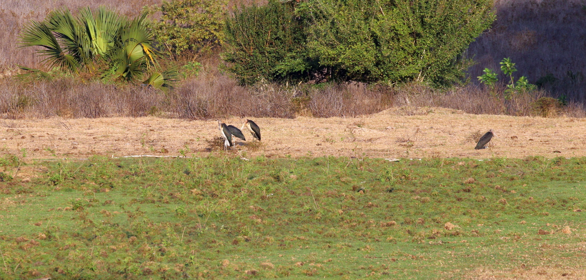 Lesser Adjutant