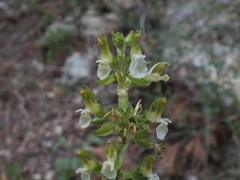 Teucrium flavum