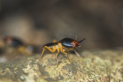 Macrotermes carbonarius