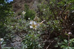 Farinopsis salesoviana