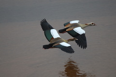 Egyptian Goose photo 2