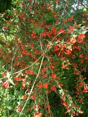 Bouvardia multiflora