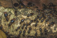 Macrotermes carbonarius