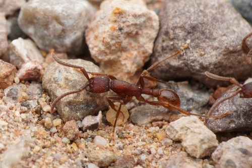 Black Legionary Ant photo 6