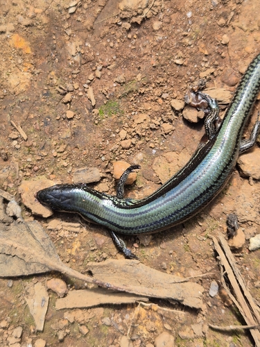 Two-lined Ground Skink, Kaestlea bilineata