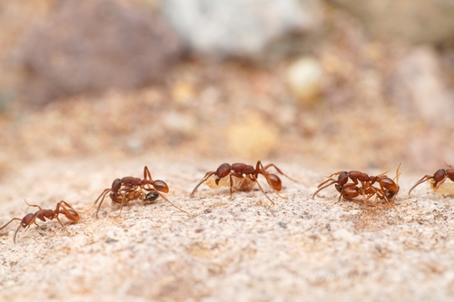 Black Legionary Ant photo 3