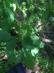 Dirca occidentalis